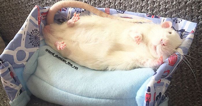 This Woman Makes Mattresses For Rats As Well As Matching Pajamas, And They’re Adorable