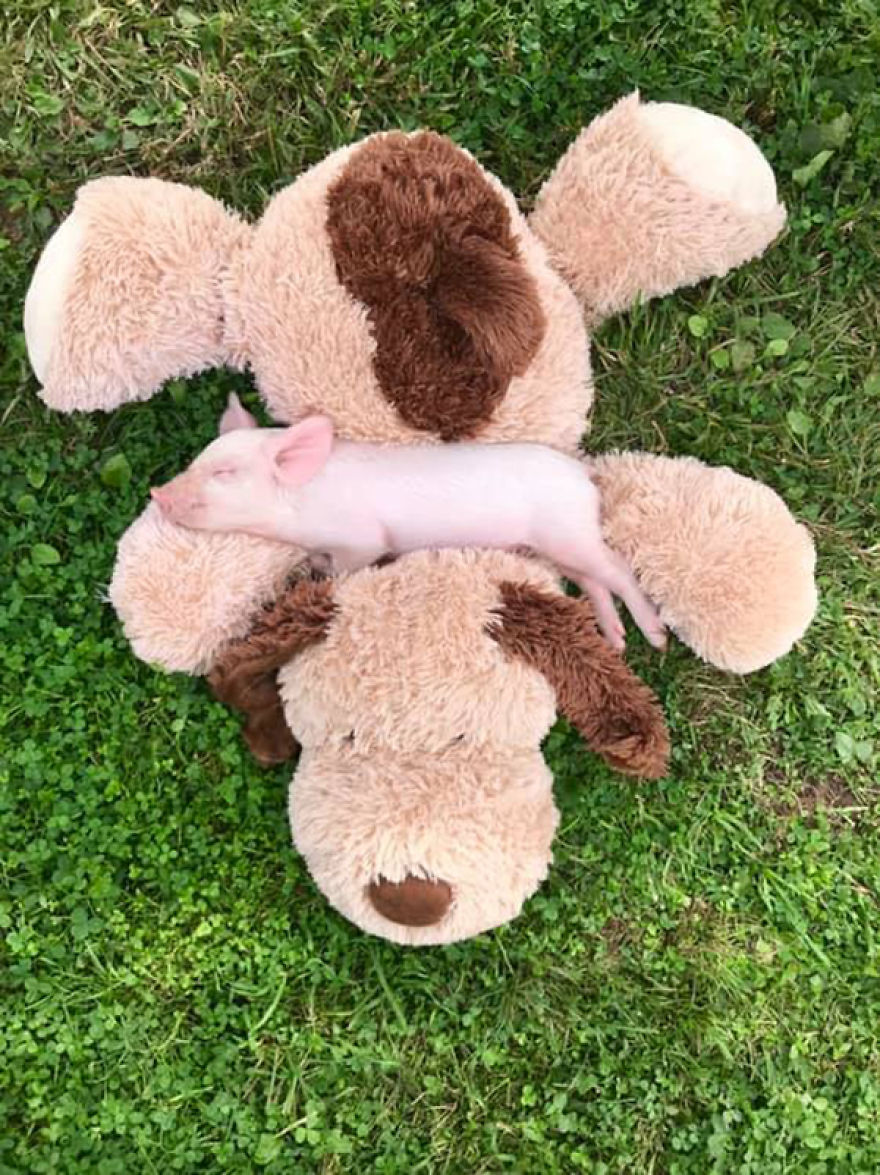 I Create Silver Jewelry To Help Animals