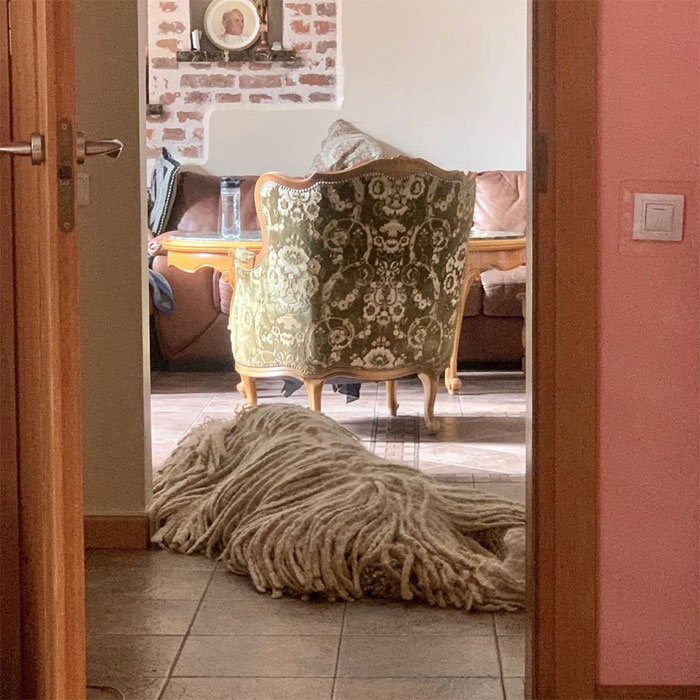 Mop Dog Named Hanga Goes Viral For Her Swimming Video And She's Lucky Her Owner Is A Pet Groomer Mop Dog Named Hanga Goes Viral For Her Swimming Video And She's Lucky Her Owner Is A Pet Groomer