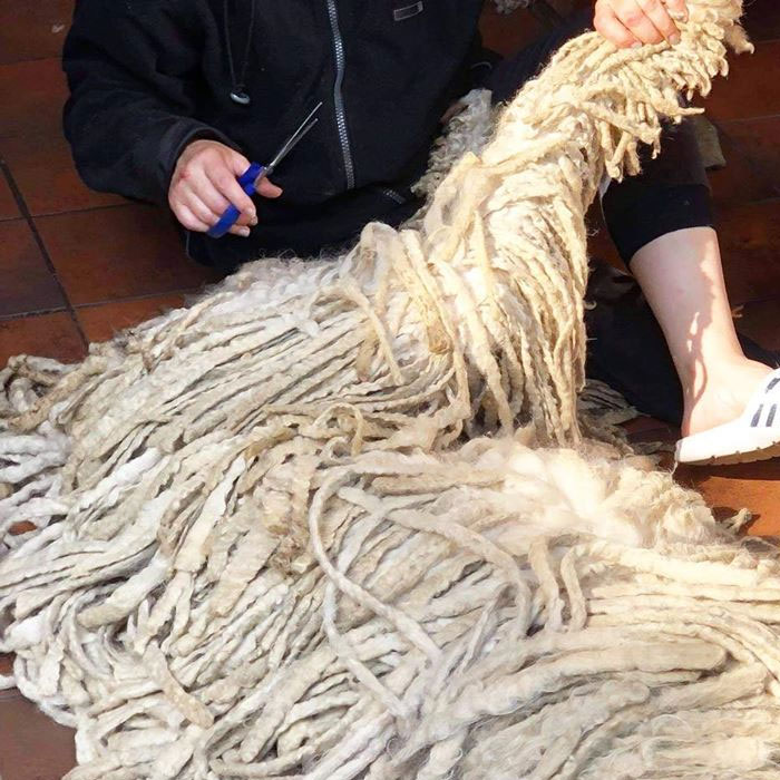 Mop Dog Named Hanga Goes Viral For Her Swimming Video And She's Lucky Her Owner Is A Pet Groomer Mop Dog Named Hanga Goes Viral For Her Swimming Video And She's Lucky Her Owner Is A Pet Groomer