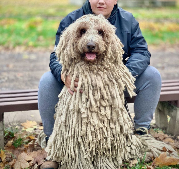 Mop Dog Named Hanga Goes Viral For Her Swimming Video And She's Lucky Her Owner Is A Pet Groomer Mop Dog Named Hanga Goes Viral For Her Swimming Video And She's Lucky Her Owner Is A Pet Groomer