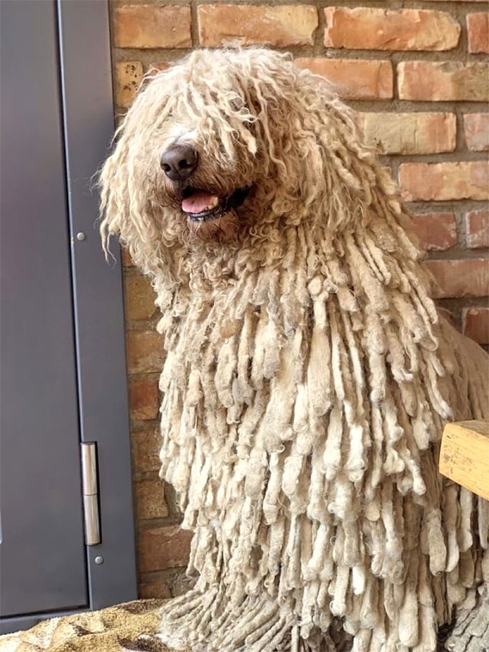 Mop Dog Named Hanga Goes Viral For Her Swimming Video And She's Lucky Her Owner Is A Pet Groomer Mop Dog Named Hanga Goes Viral For Her Swimming Video And She's Lucky Her Owner Is A Pet Groomer