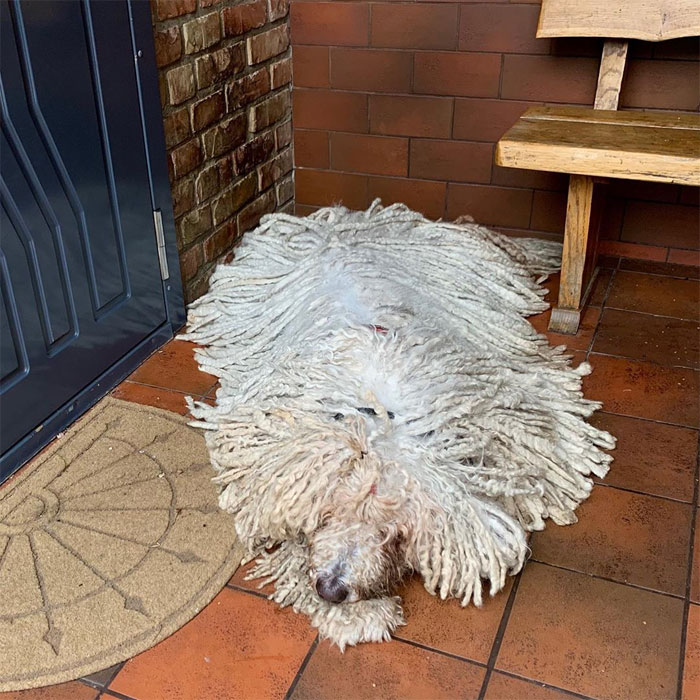 Mop Dog Named Hanga Goes Viral For Her Swimming Video And She's Lucky Her Owner Is A Pet Groomer Mop Dog Named Hanga Goes Viral For Her Swimming Video And She's Lucky Her Owner Is A Pet Groomer