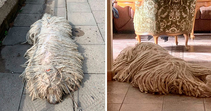 Este perro komondor se llama Hanga, se ha vuelto viral por su vídeo nadando y tiene suerte de que su dueña sea peluquera canina