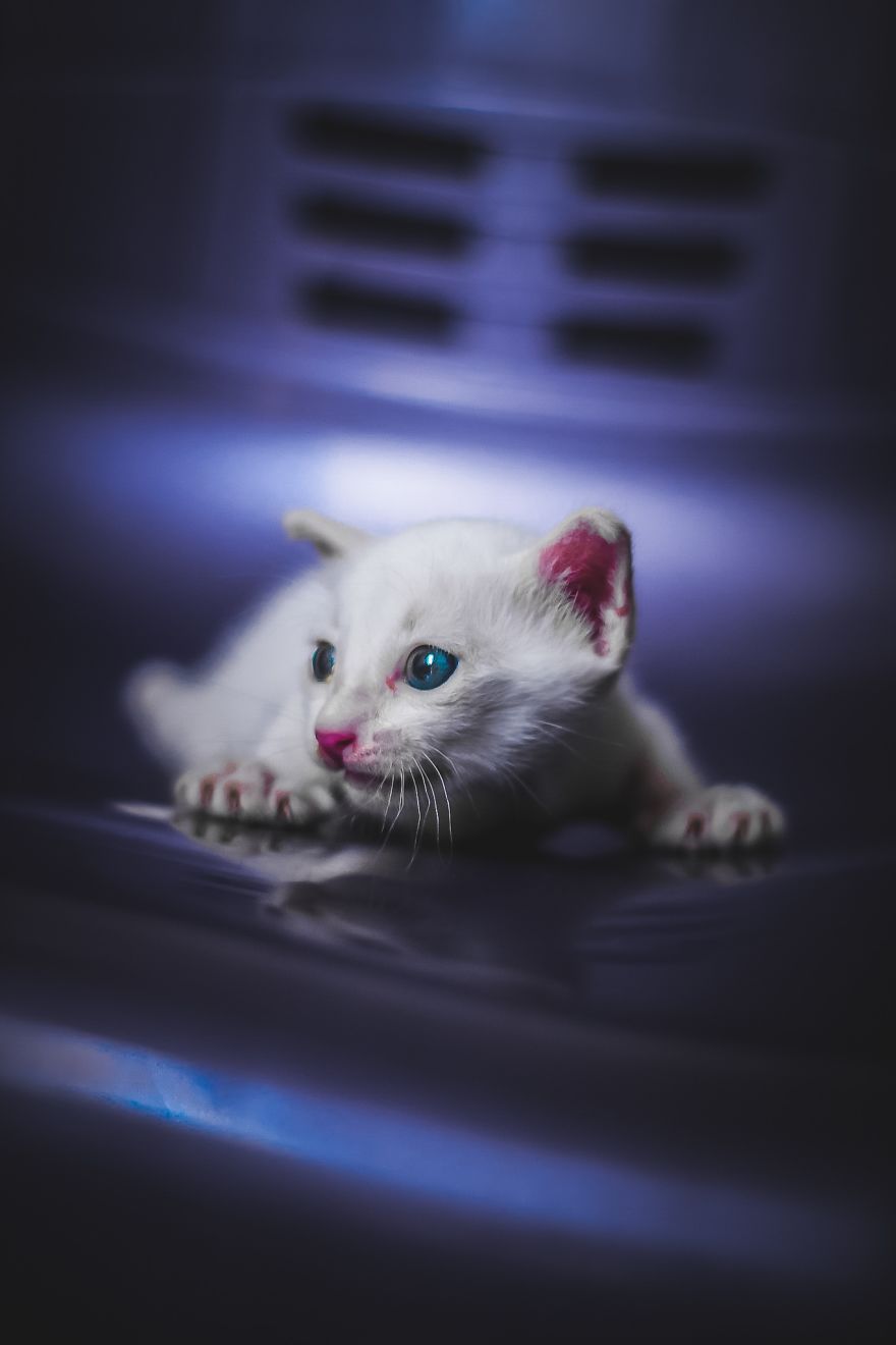 Kitten
