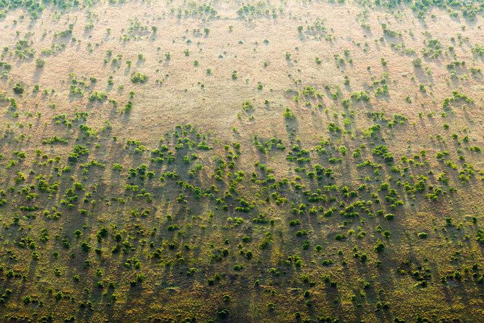 Over 20 Countries Started Building The “Great Green Wall” To Stop Climate Change & Poverty