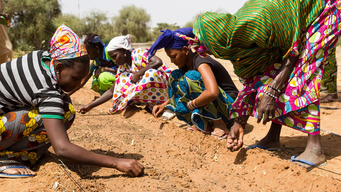 Over 20 Countries Started Building The “Great Green Wall” To Stop Climate Change & Poverty