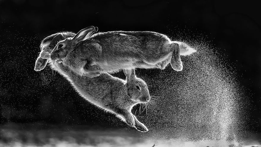 Overall Winner And Black And White Category Winner: 'Jump' By Csaba Daroczi (Hungary)