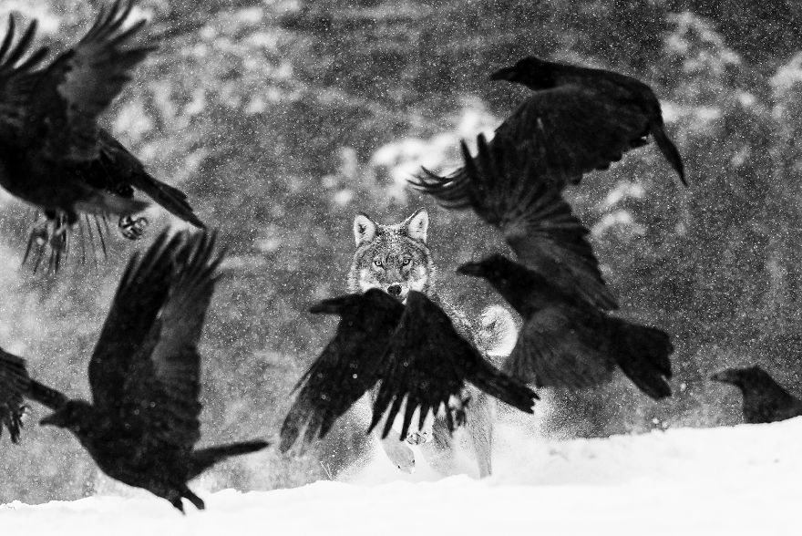 Category Mammals Highly Commended: 'Wolf Attack' By Martin Steenhaut (Be)