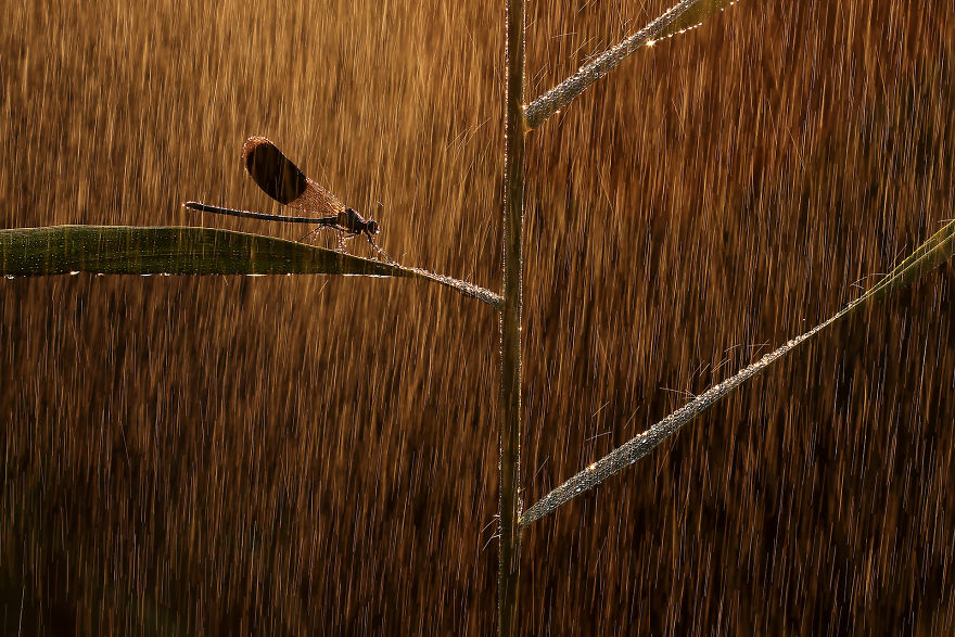 Category Other Animals Winner: 'Golden Rain' By Norbert Kaszás (Hu)