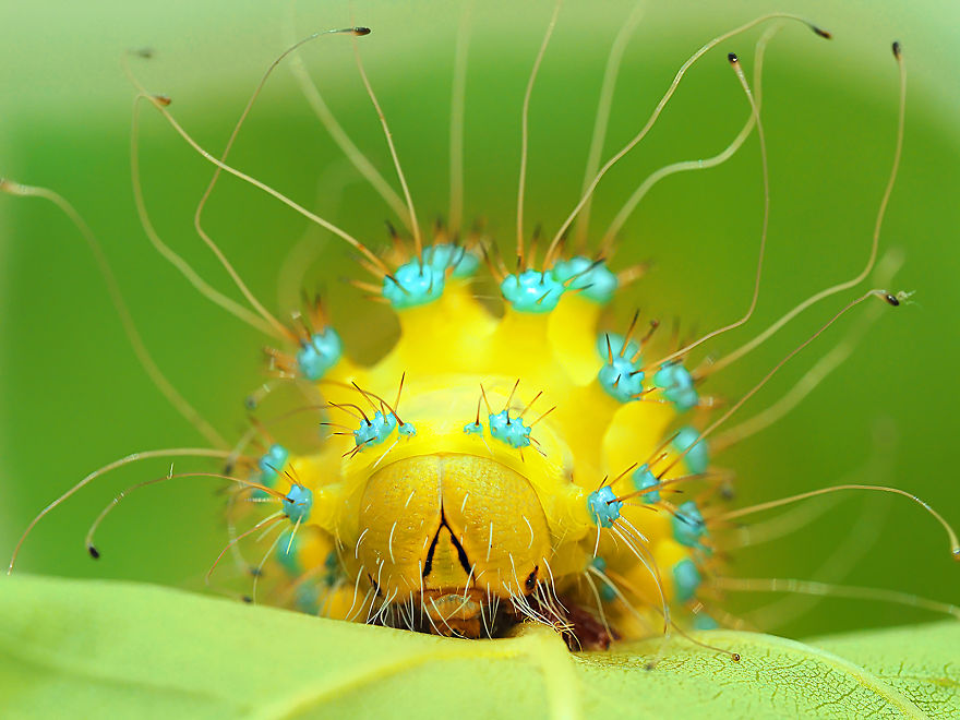 Category Other Animals Runner-Up: 'Gorgon' By Alena Shevtsova (Ru)