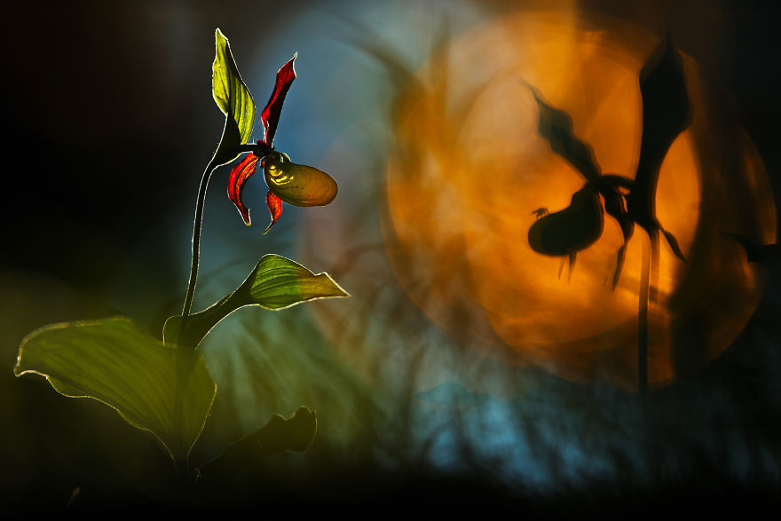 Category Other Animals Highly Commended: 'Fly' By Radomir Jakubowski (De)