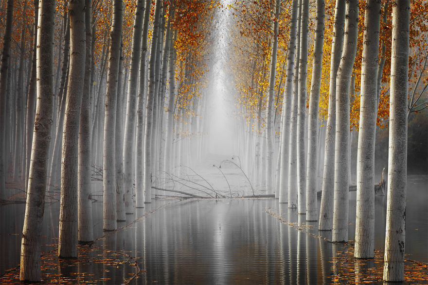 Category Plants And Fungi Winner: 'The Fallen Idol III' By David Frutos Egea (Es)