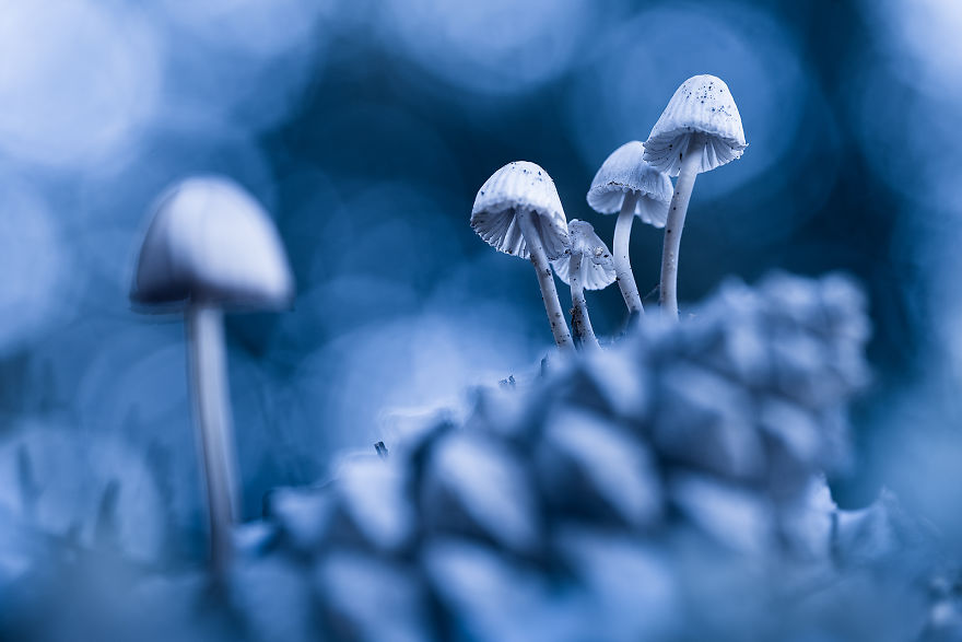 Category Plants And Fungi Runner-Up: ' In The Forest Kingdom' By Juan Jesús González Ahumada (Es)