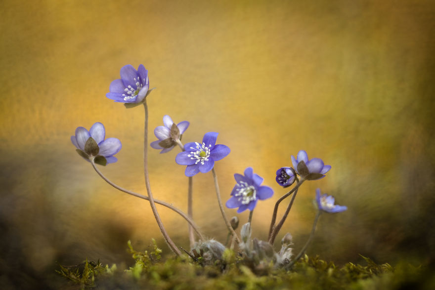 Category Plants And Fungi Highly Commended: 'Leverbloempjes' By Piet Haaksma (Nl)