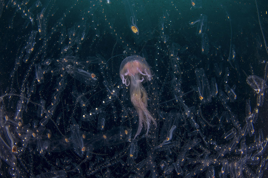 Category Underwater Runner-Up: 'Dancing In The Light' By Domenico Tripodi (It)