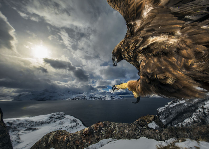 Category Birds Runner-Up: 'Golden Eagle Landing' By Audun Rikardsen (No)