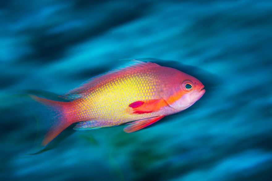 Category Underwater Highly Commended: 'Jewel Fairy Basslet' By Gabriel Barathieu (Fr)