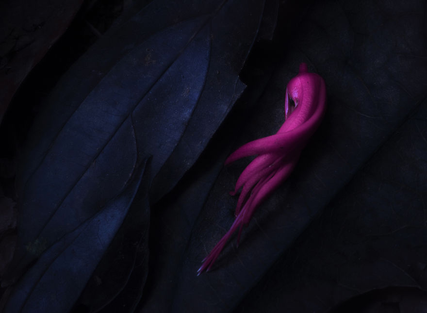 Category Nature Runner-Up: 'Quassia Muse' By Bart Siebelink (Nl)