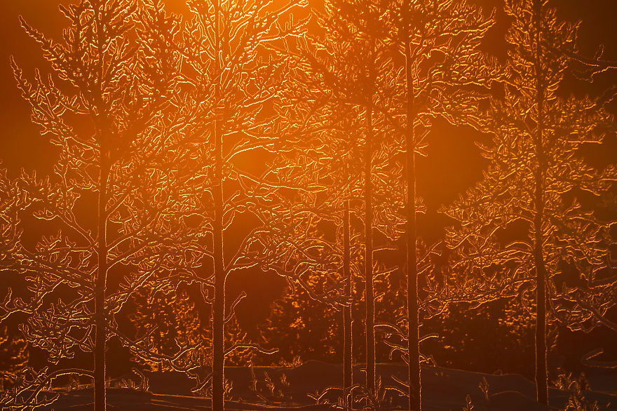 Category Nature Highly Commended: 'Mid Winter Colours' By Staffan Widstrand ( Se)