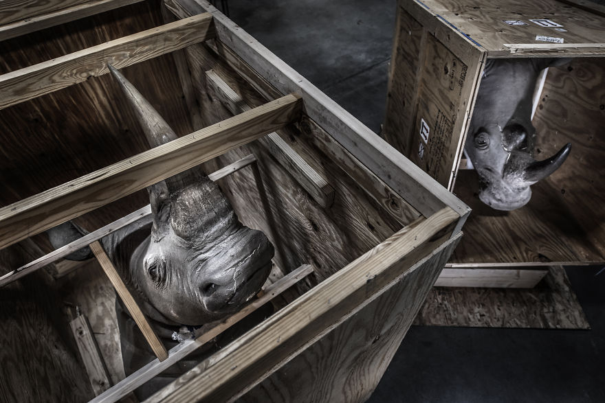 Category Man And Nature Runner-Up: 'White Rhino Trophies' By Britta Jaschinski (UK)