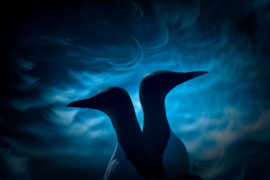 Category Birds Runner-Up: 'Disagreement' By Francis De Andrés De Miguel (Es)