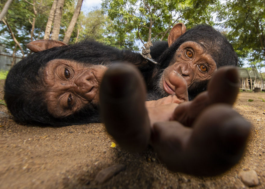 Category Man And Nature Highly Commended: 'Help Us' By Tom Svensson (Se)