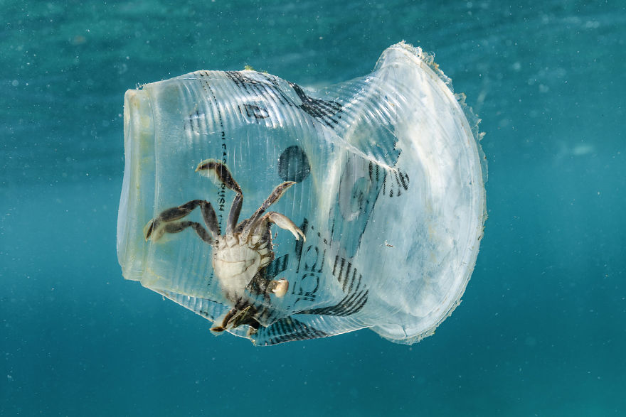 Category Man And Nature Highly Commended:'cub And Crab' By Noel Guevara (Ph)