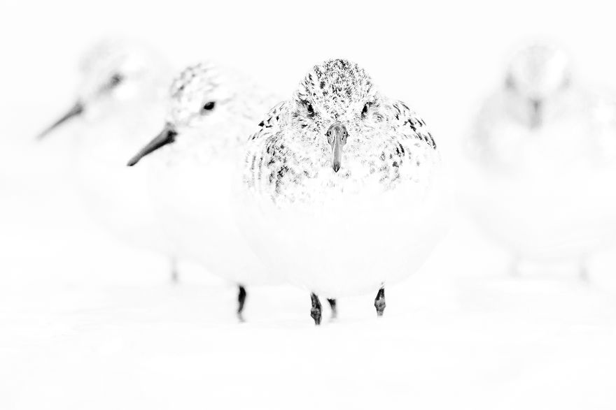 Category Black And White Highly Commended: 'Reservoir_dogs' By Mario Suárez (Es)