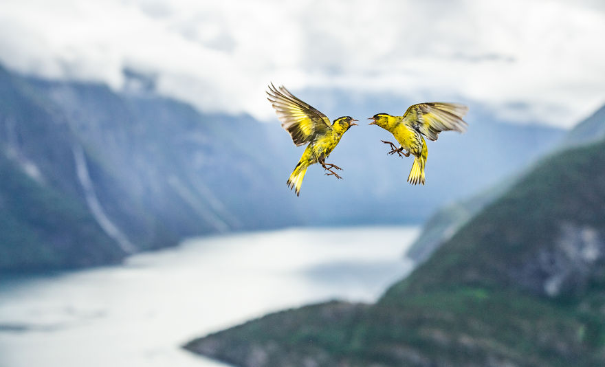 Category Birds Highly Commended: 'Fjord Fight' By Bernt Østhus (No)