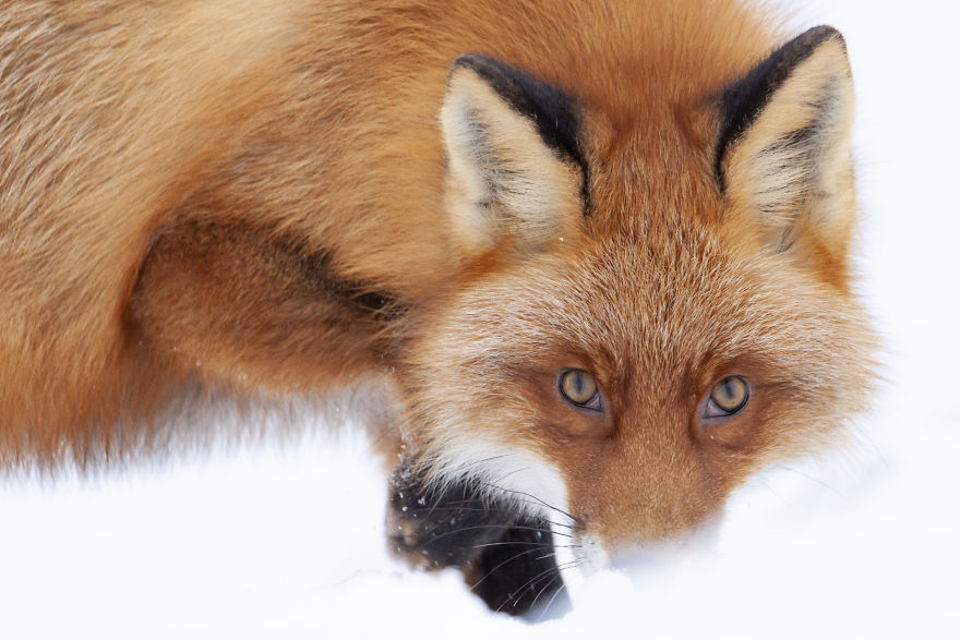 Category Youth Runner-Up: 'A Close Meeting Above The Treeline' By Tobias Gjerde (No)
