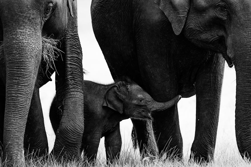 Category Youth Highly Commended: 'Little Curious Learner' By John Peter Wewin Pandian (In)