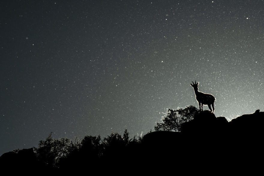 Category Youth Highly Commended:'poplar Stars' By Carlos Perez Naval (Es)