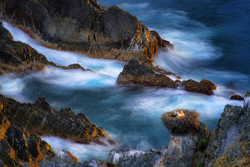 Category Birds Highly Commended: 'La Dama Blanca' By Stanislao Basileo (It)