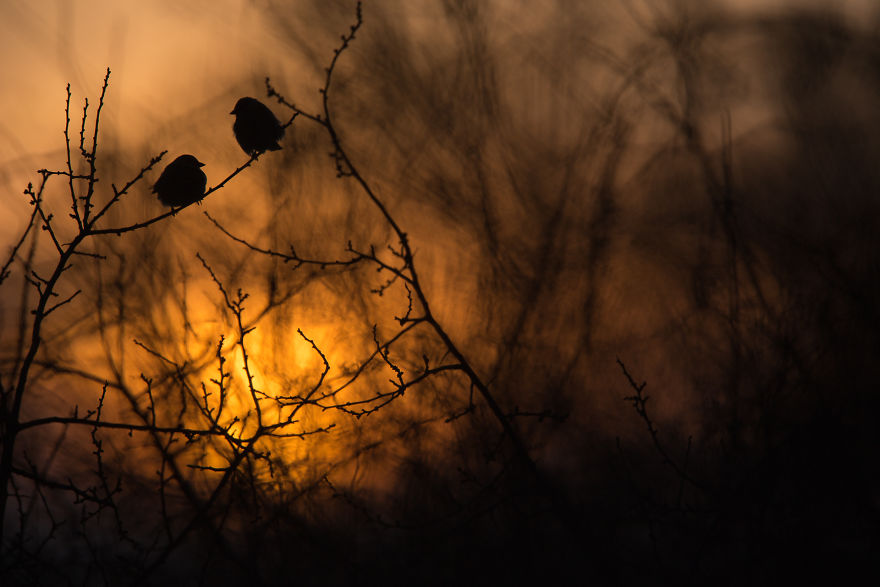 Category Birds Highly Commended: ' In A Dream' By Krzysztof Wojciechowski (Pl)