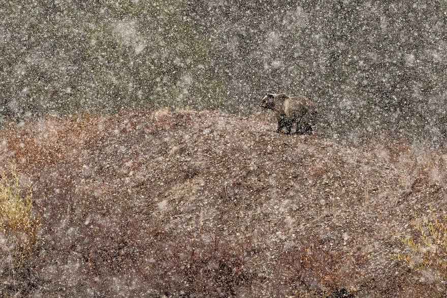 Category Mammals Winner: 'Under The Snow…' By Stefano Quirini (It)