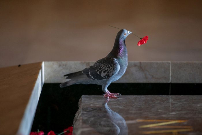 Pigeon Builds A Nest After Stealing Poppies From An Unknown Soldier's Grave
Pigeon Builds A Nest After Stealing Poppies From An Unknown Soldier's Grave