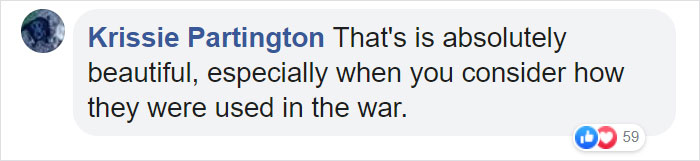 Pigeon Builds A Nest After Stealing Poppies From An Unknown Soldier's Grave
Pigeon Builds A Nest After Stealing Poppies From An Unknown Soldier's Grave