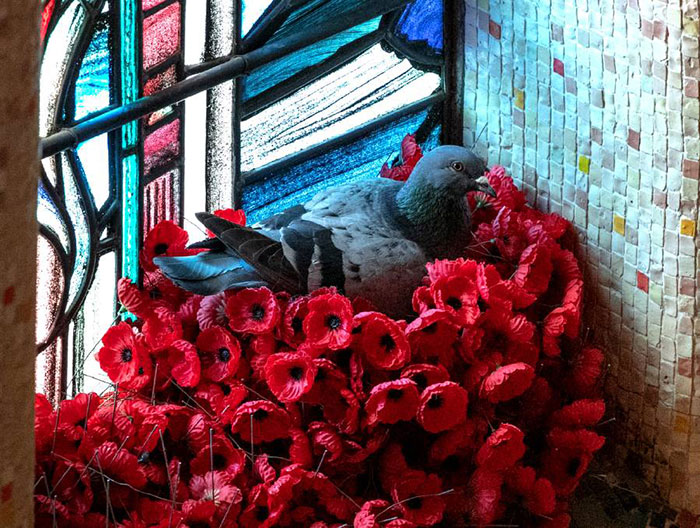 Pigeon Builds A Nest After Stealing Poppies From An Unknown Soldier's Grave
Pigeon Builds A Nest After Stealing Poppies From An Unknown Soldier's Grave