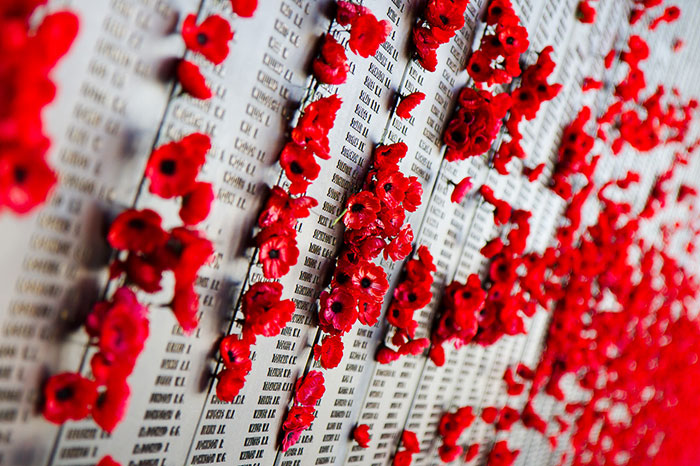 Pigeon Builds A Nest After Stealing Poppies From An Unknown Soldier's Grave
