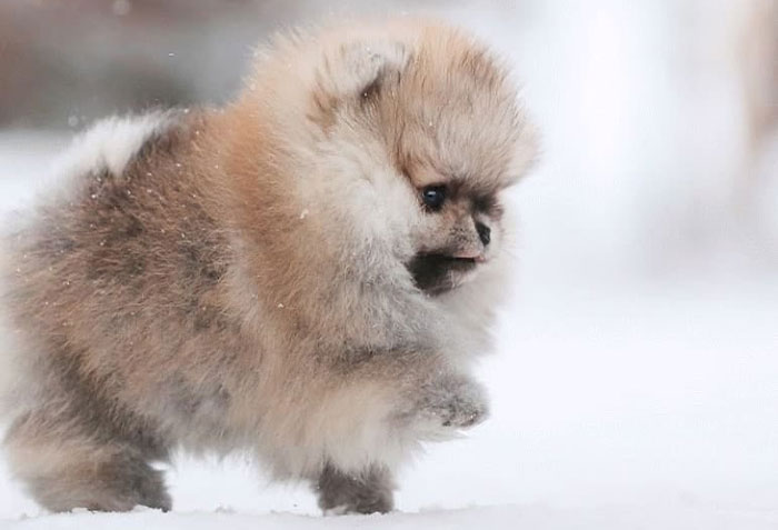 Here Are 23 Adorable Photos Of Furballs Jumping Around And Getting Their First Taste Of Snow