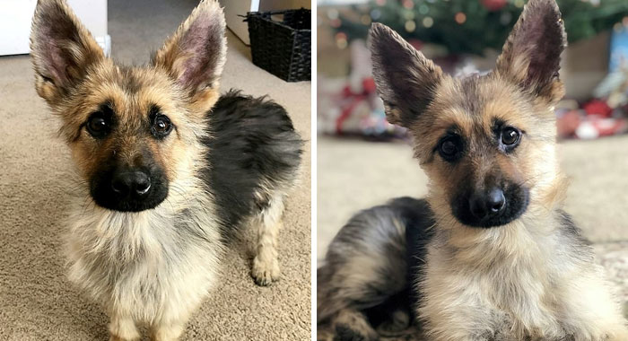 This 2-Year-Old German Shepherd With Dwarfism Will Always Look Like A Tiny Puppy