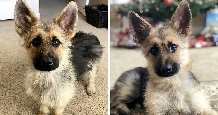 This 2-Year-Old German Shepherd With Dwarfism Will Always Look Like A Tiny Puppy