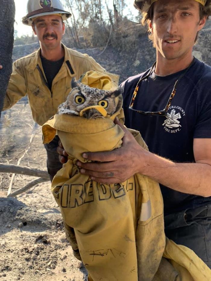 Owl Gets Rescued From Fire, Looks Angry As Hell And People Say It's Funny Owl Gets Rescued From Fire, Looks Angry As Hell And People Say It's Funny