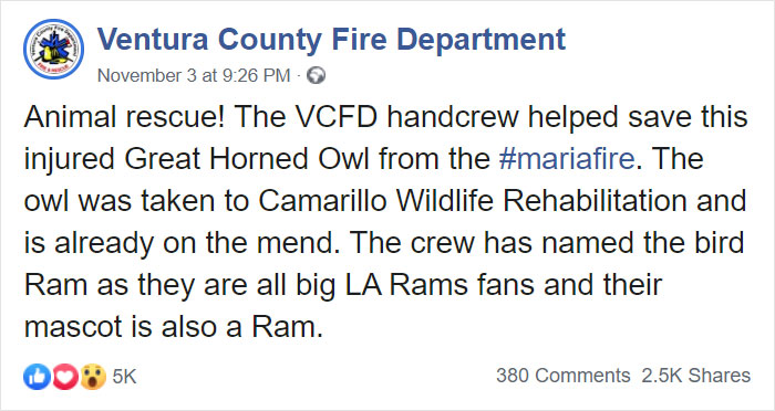 Owl Gets Rescued From Fire, Looks Angry As Hell And People Say It's Funny