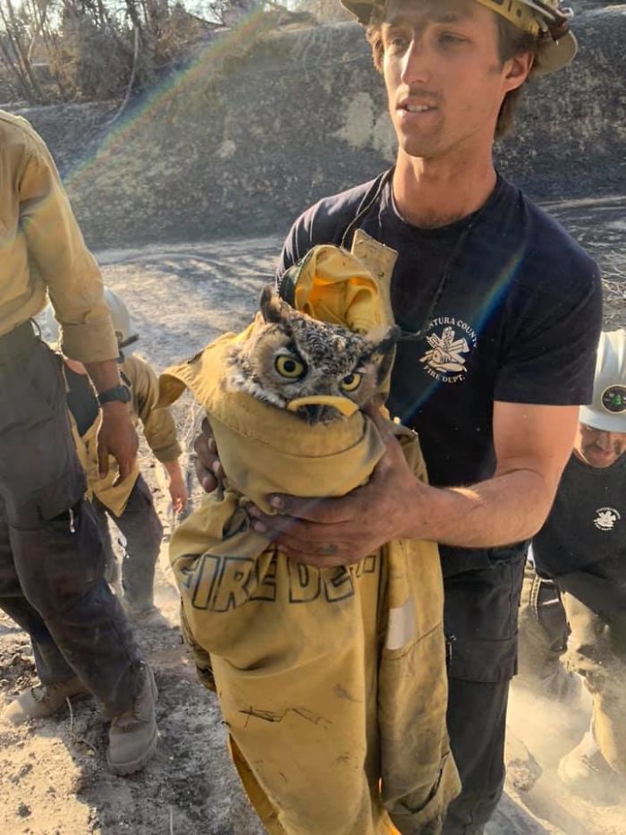 Owl Gets Rescued From Fire, Looks Angry As Hell And People Say It's Funny