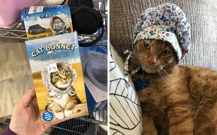 My Cat Did Not Love It