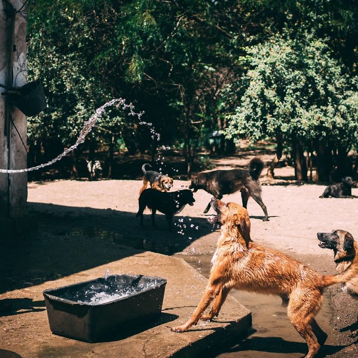 Guy Takes In Pups That No One Wants, Runs A Shelter With 750 Dogs Guy Takes In Pups That No One Wants, Runs A Shelter With 750 Dogs