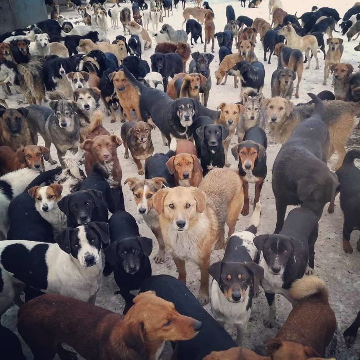 Guy Takes In Pups That No One Wants, Runs A Shelter With 750 Dogs