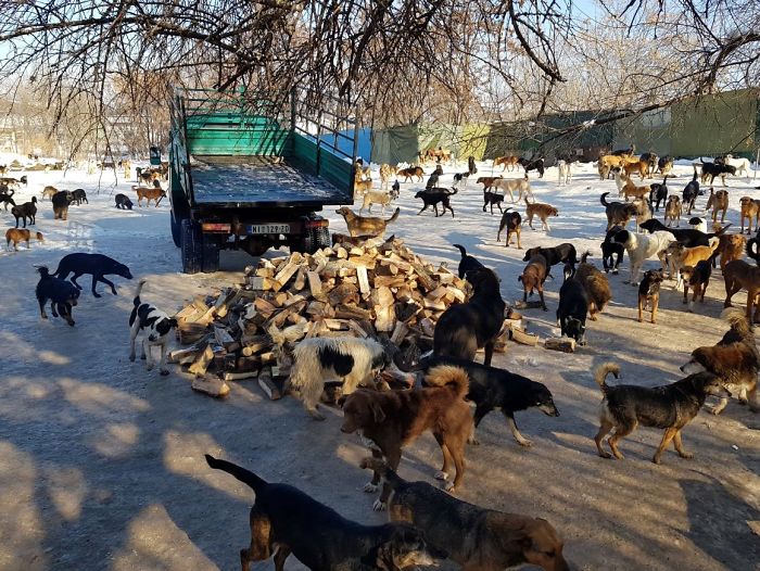 Guy Takes In Pups That No One Wants, Runs A Shelter With 750 Dogs Guy Takes In Pups That No One Wants, Runs A Shelter With 750 Dogs